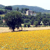 Country Walking Tour